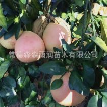 2019年湖北柚子樹苗廠商報(bào)價(jià)與批發(fā)市場動態(tài)