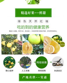 福建平和縣閩慶紅果蔬專業(yè)合作社 品質(zhì)柚子批發(fā)首選